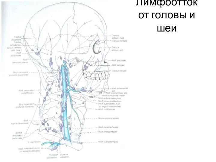 Лимфоотток от головы и шеи