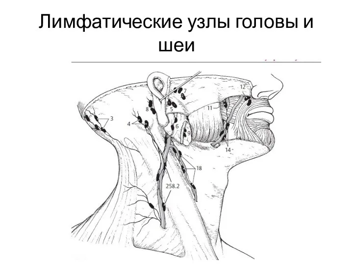 Лимфатические узлы головы и шеи