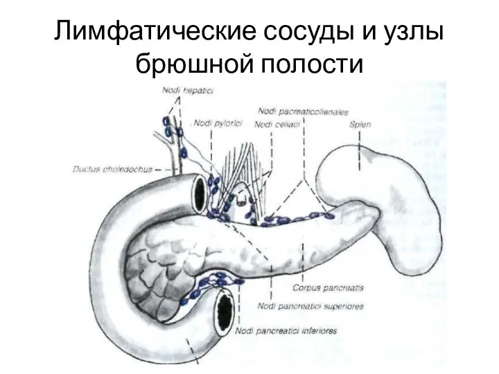 Лимфатические сосуды и узлы брюшной полости