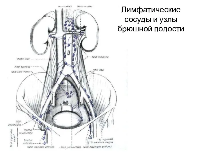 Лимфатические сосуды и узлы брюшной полости