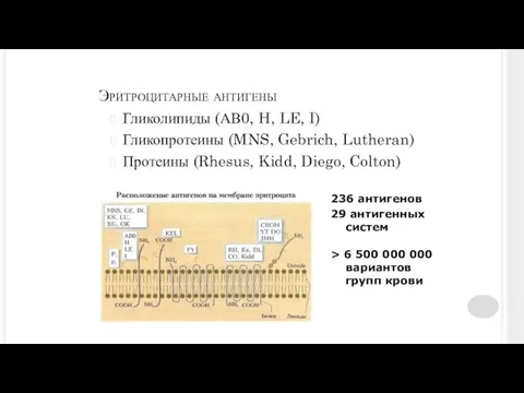 Эритроцитарные антигены Гликолипиды (АВ0, H, LE, I) Гликопротеины (MNS, Gebrich, Lutheran) Протеины (Rhesus,