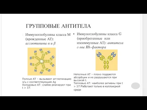 ГРУППОВЫЕ АНТИТЕЛА Иммуноглобулины класса М (врожденные АТ): агглютинины α и β Иммуноглобулины класса