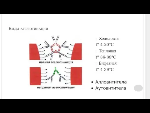 Виды агглютинации Холодовая t° 4-20°С Тепловая t° 36-38°С Бифазная t° 4-38°С Аллоантитела Аутоантитела