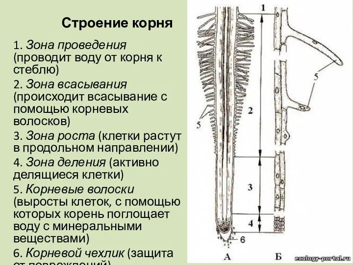 Строение корня 1. Зона проведения (проводит воду от корня к