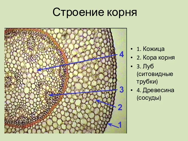 Строение корня 1. Кожица 2. Кора корня 3. Луб (ситовидные