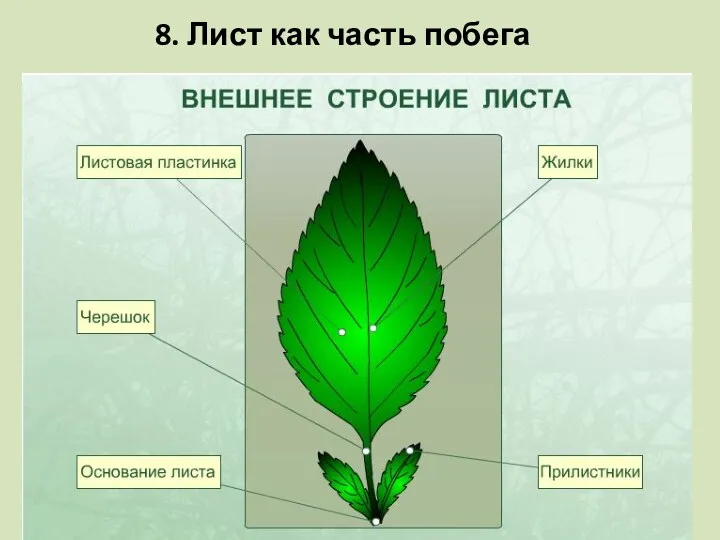 8. Лист как часть побега