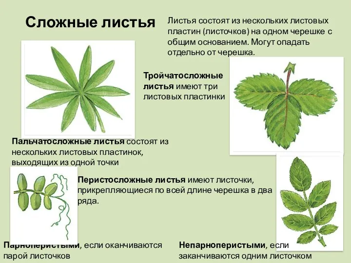 Сложные листья Листья состоят из нескольких листовых пластин (листочков) на