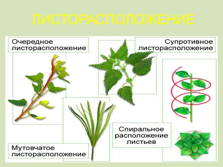 ЛИСТОРАСПОЛОЖЕНИЕ