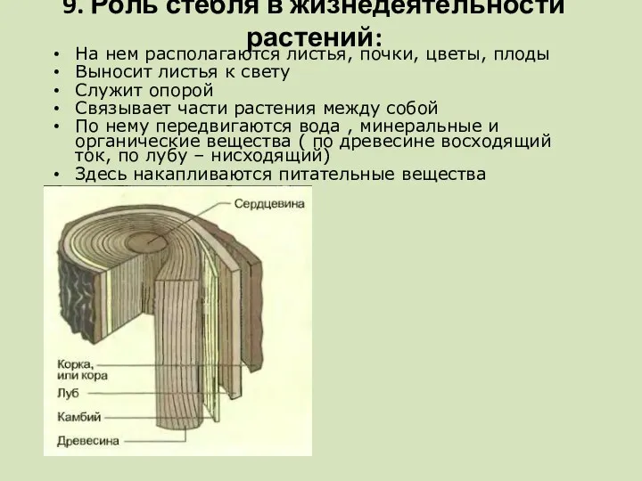 На нем располагаются листья, почки, цветы, плоды Выносит листья к