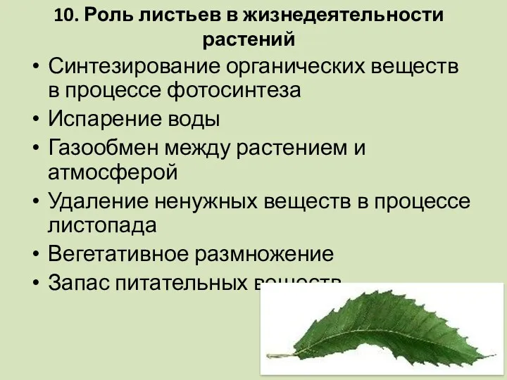 10. Роль листьев в жизнедеятельности растений Синтезирование органических веществ в