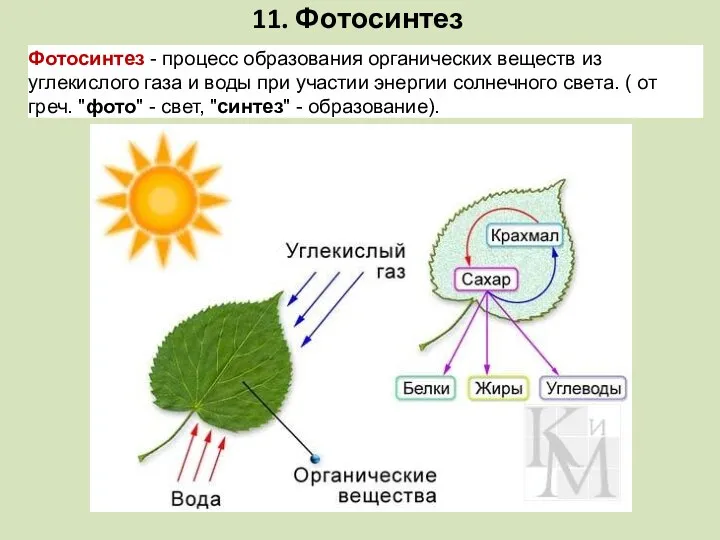 11. Фотосинтез Фотосинтез - процесс образования органических веществ из углекислого