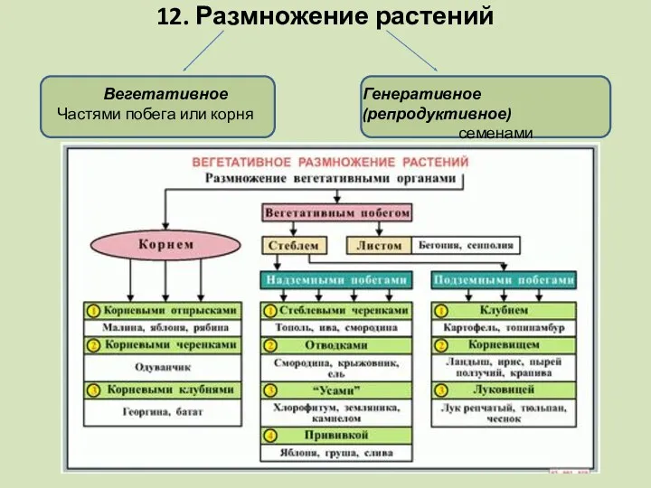 12. Размножение растений Вегетативное Частями побега или корня Генеративное (репродуктивное) семенами