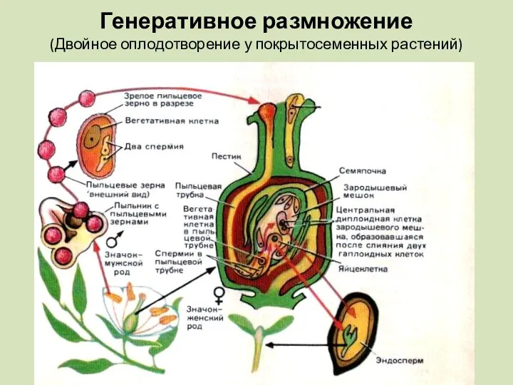 Генеративное размножение (Двойное оплодотворение у покрытосеменных растений)