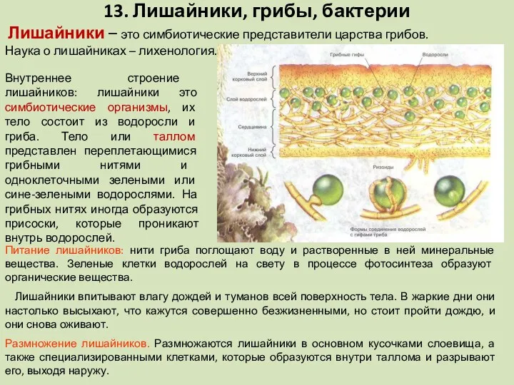 Внутреннее строение лишайников: лишайники это симбиотические организмы, их тело состоит