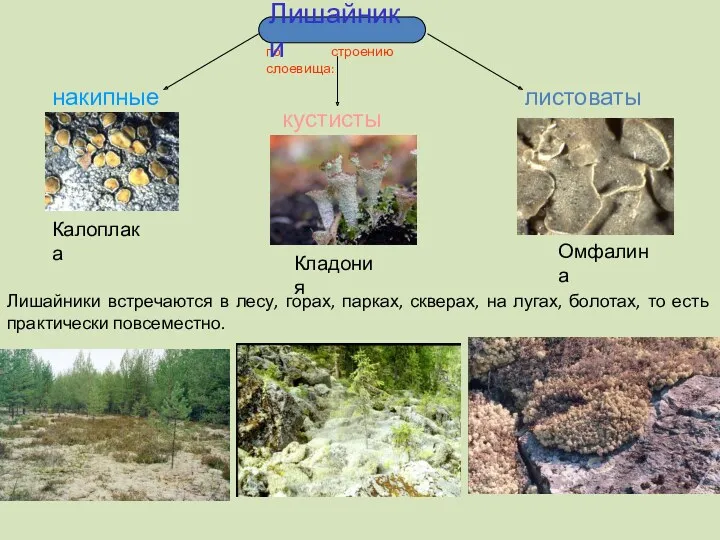 по строению слоевища: Лишайники накипные листоватые кустистые Калоплака Омфалина Кладония