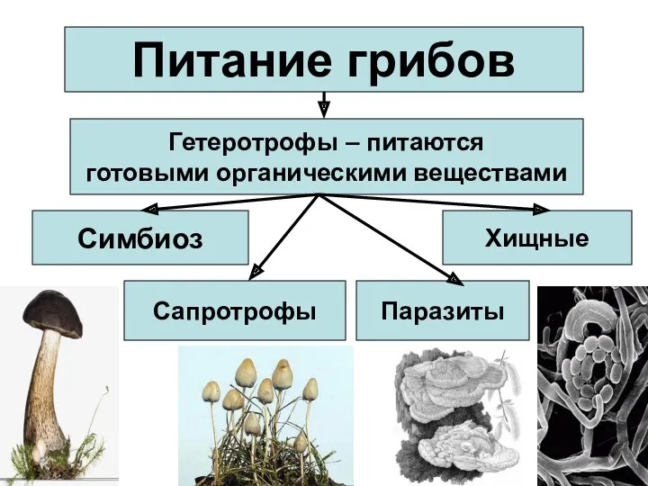 Питание грибов Гетеротрофы – питаются готовыми органическими веществами Симбиоз Сапротрофы Хищные Паразиты