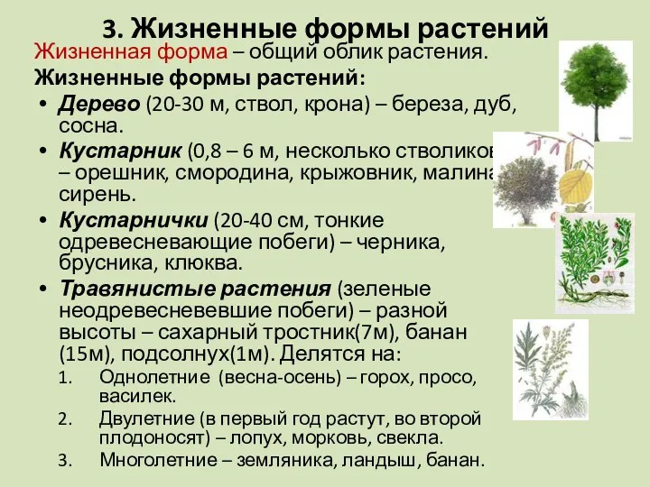 3. Жизненные формы растений Жизненная форма – общий облик растения.