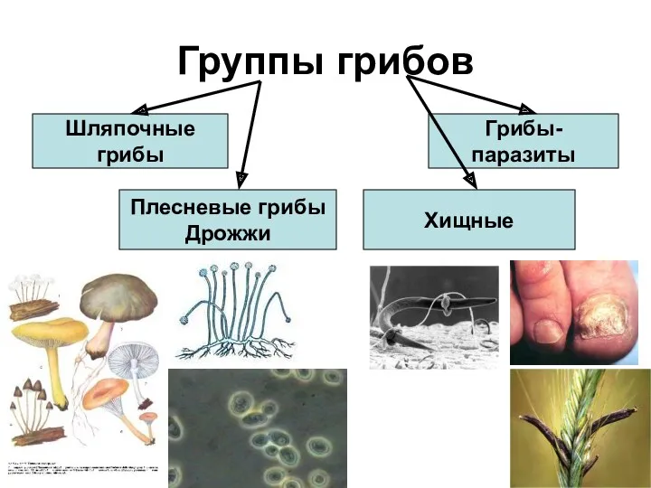 Группы грибов Шляпочные грибы Грибы- паразиты Плесневые грибы Дрожжи Хищные