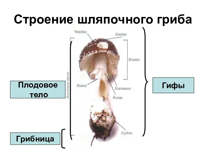 Строение шляпочного гриба Гифы Грибница Плодовое тело