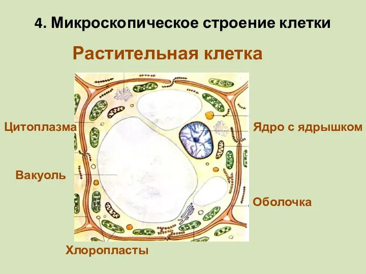 Оболочка Цитоплазма Вакуоль Ядро с ядрышком Хлоропласты Растительная клетка 4. Микроскопическое строение клетки