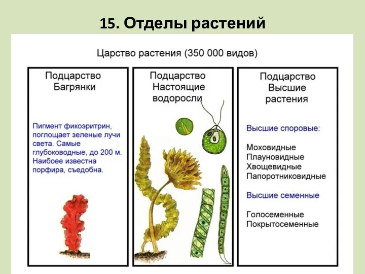 15. Отделы растений