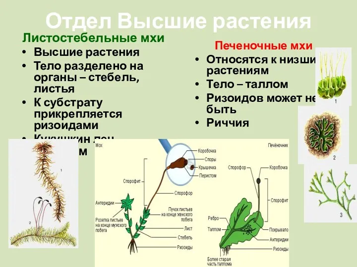 Отдел Высшие растения Печеночные мхи Относятся к низшим растениям Тело