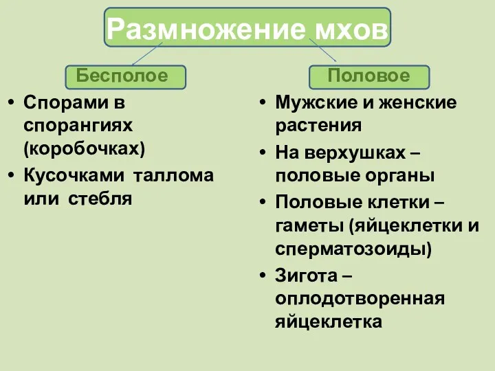 Размножение мхов Бесполое Спорами в спорангиях (коробочках) Кусочками таллома или