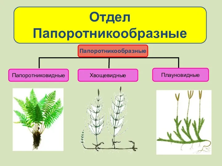 Отдел Папоротникообразные Папоротникообразные Папоротниковидные Хвощевидные Плауновидные