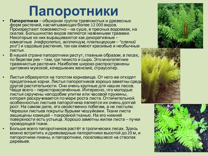 Папоротники Папоротники – обширная группа травянистых и древесных форм растений,