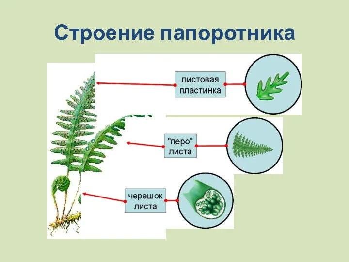 Строение папоротника