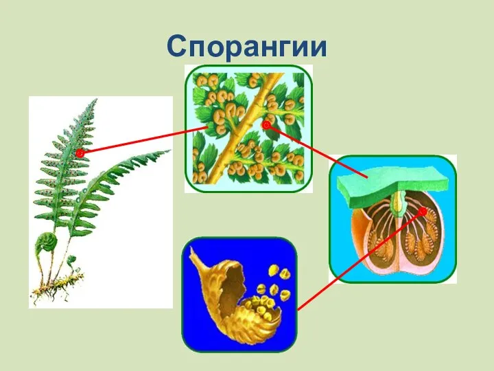 Спорангии