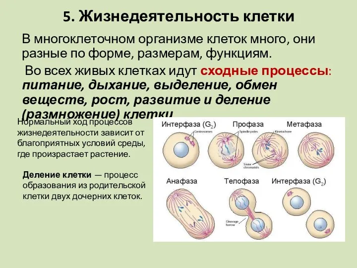 5. Жизнедеятельность клетки В многоклеточном организме клеток много, они разные