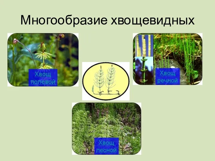 Многообразие хвощевидных