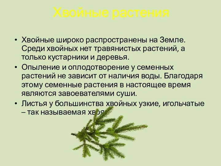 Хвойные растения Хвойные широко распространены на Земле. Среди хвойных нет