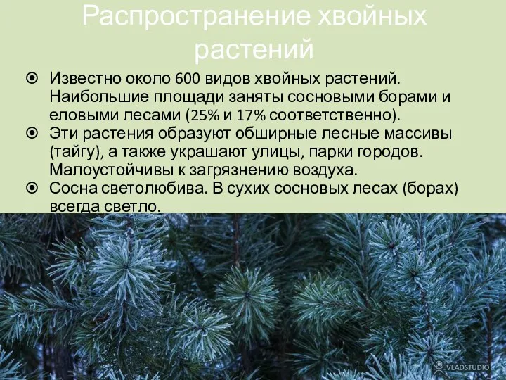 Распространение хвойных растений Известно около 600 видов хвойных растений. Наибольшие