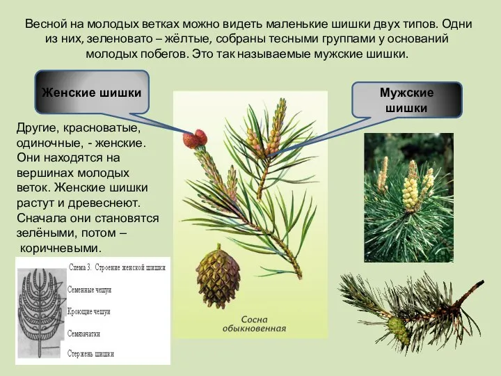 Весной на молодых ветках можно видеть маленькие шишки двух типов.