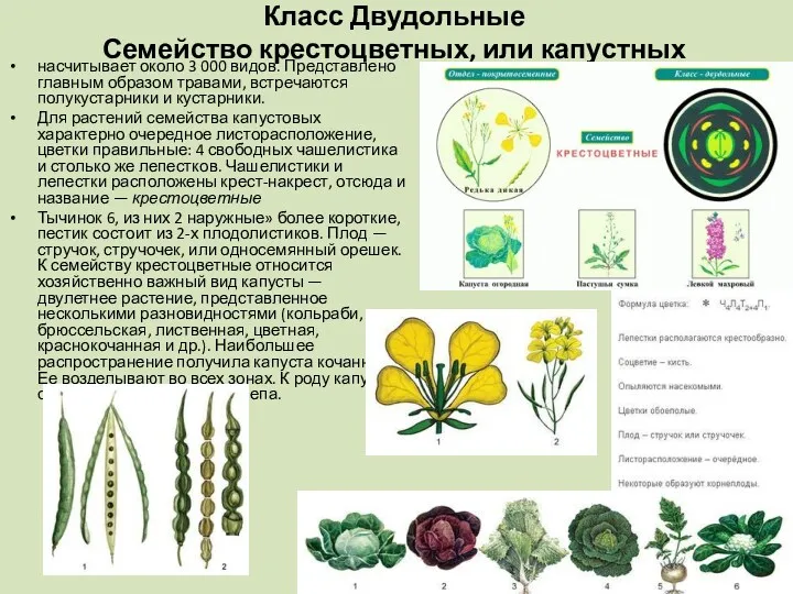 Класс Двудольные Семейство крестоцветных, или капустных насчитывает около 3 000