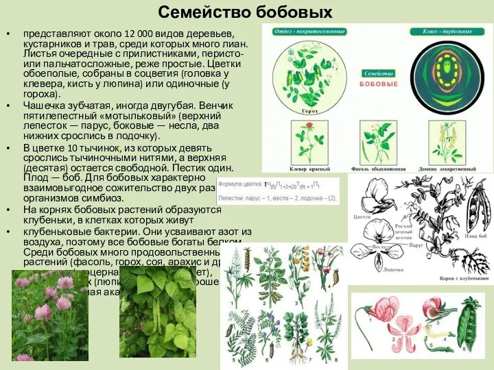 Семейство бобовых представляют около 12 000 видов деревьев, кустарников и