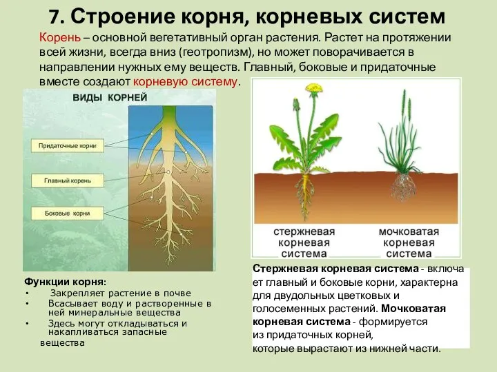 7. Строение корня, корневых систем Функции корня: Закрепляет растение в