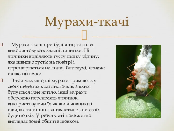 Мурахи-ткачі при будівництві гнізд використовують власні личинки. Ці личинки виділяють