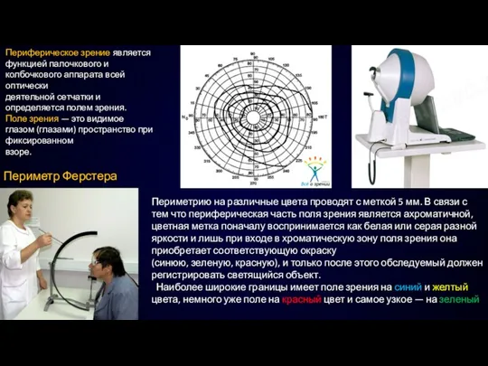 Периферическое зрение является функцией палочкового и колбочкового аппарата всей оптически