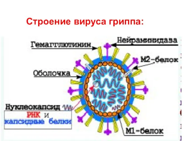 Строение вируса гриппа: