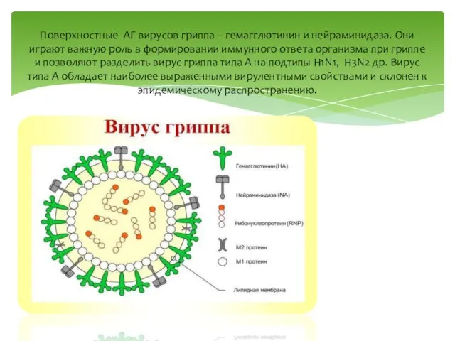 Поверхностные АГ вирусов гриппа – гемагглютинин и нейраминидаза. Они играют