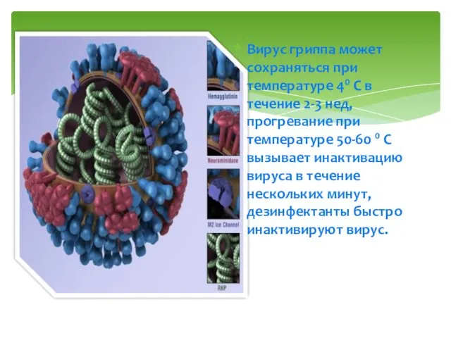 Вирус гриппа может сохраняться при температуре 40 С в течение