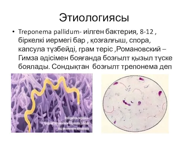Этиологиясы Treponema pallidum- иілген бактерия, 8-12 , біркелкі иермегі бар