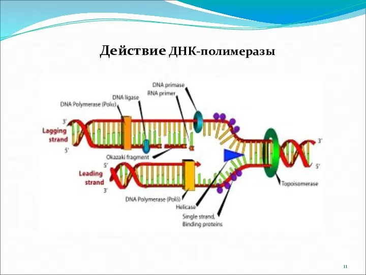 Действие ДНК-полимеразы