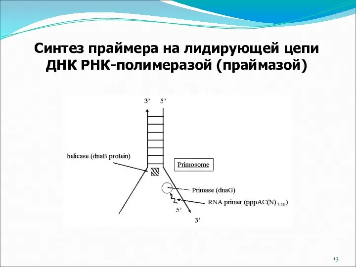 Синтез праймера на лидирующей цепи ДНК РНК-полимеразой (праймазой)