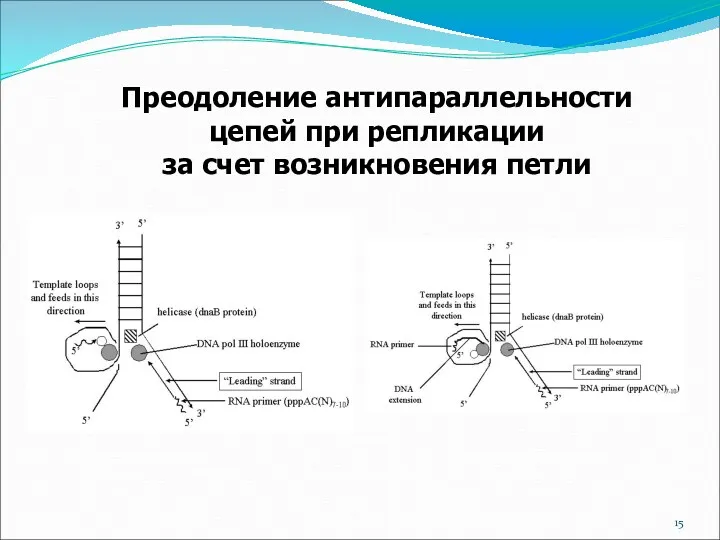 Преодоление антипараллельности цепей при репликации за счет возникновения петли