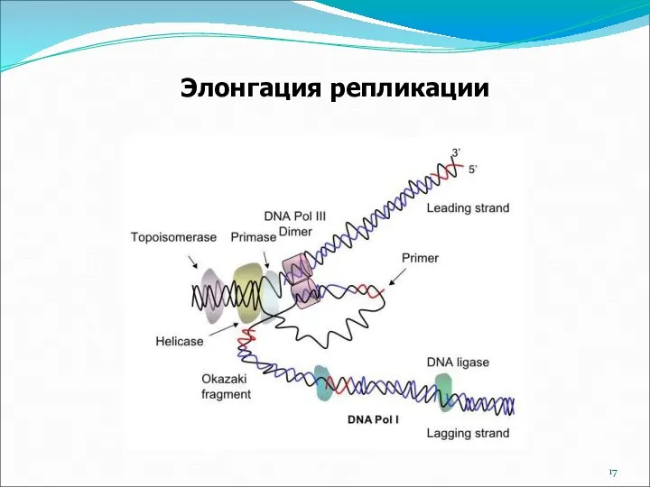 Элонгация репликации