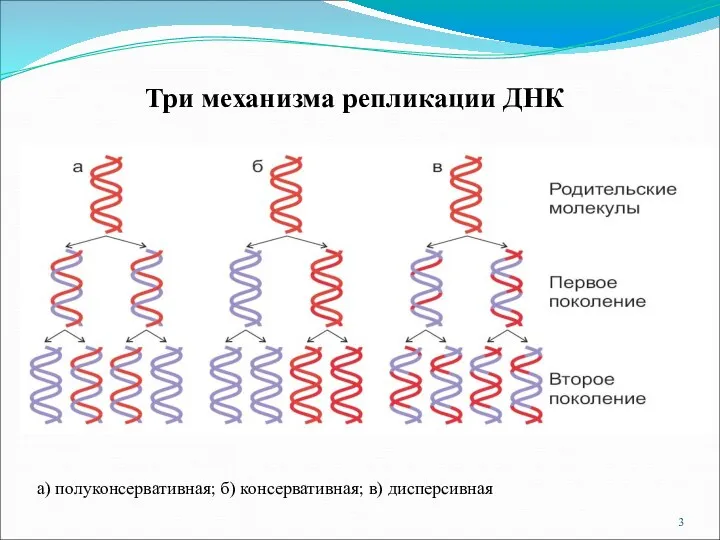 Три механизма репликации ДНК а) полуконсервативная; б) консервативная; в) дисперсивная